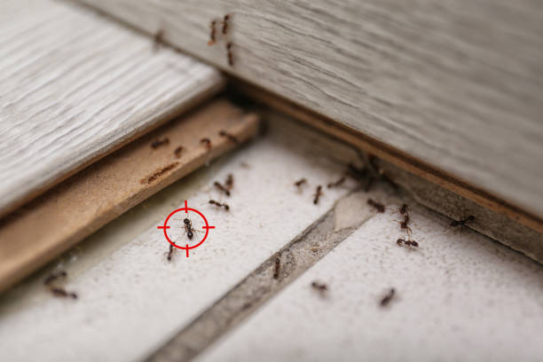 Best Wildlife Control Services  in Fayetteville, AR