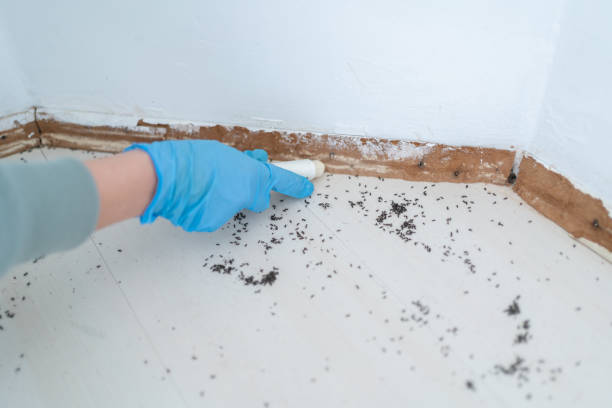 Best Wasp Removal Services  in Fayetteville, AR