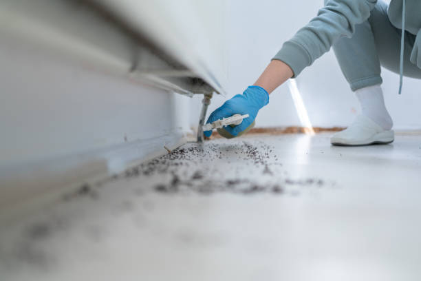 Best Ant Control Services  in Fayetteville, AR